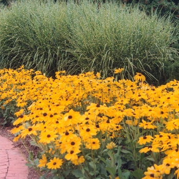 Rudbeckia hirta 'Indian Summer' (036662)