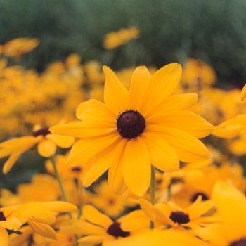 Rudbeckia hirta 'Indian Summer' (036663)