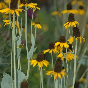 Rudbeckia maxima '' (036664)