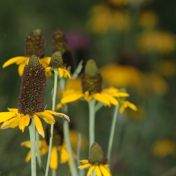 Rudbeckia maxima '' (036665)