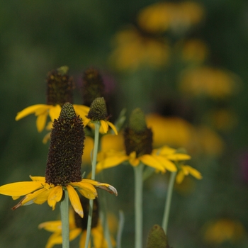 Rudbeckia maxima '' (036666)