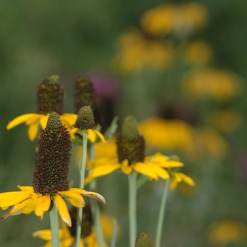 Rudbeckia maxima '' (036667)