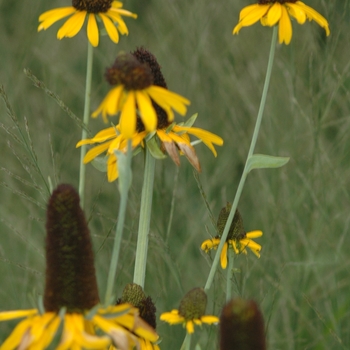 Rudbeckia maxima '' (036668)