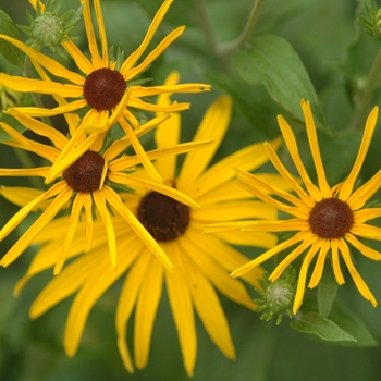 Rudbeckia subtomentosa '' (036676)