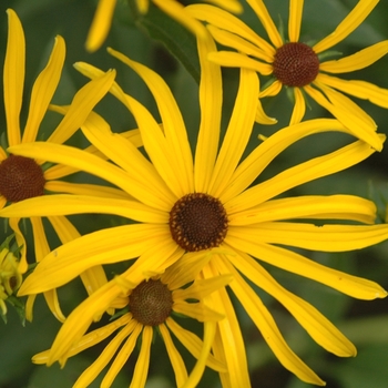 Rudbeckia subtomentosa '' (036677)