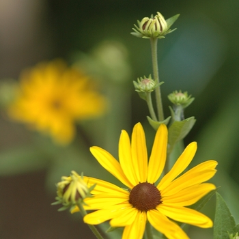 Rudbeckia subtomentosa '' (036678)