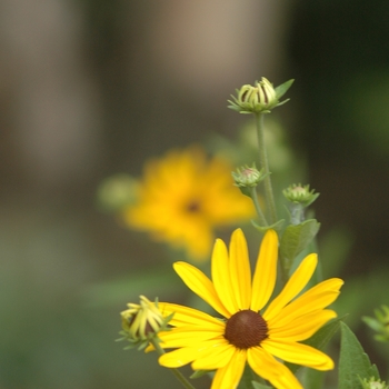 Rudbeckia subtomentosa '' (036679)