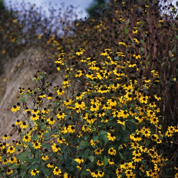 Rudbeckia triloba '' (036682)