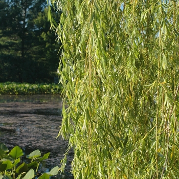 Salix alba 'Tristis' (036687)