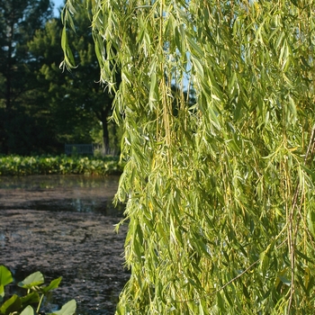 Salix alba 'Tristis' (036688)