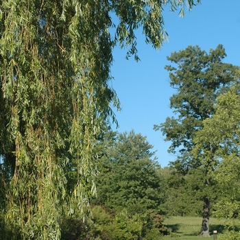 Salix alba 'Tristis' (036689)