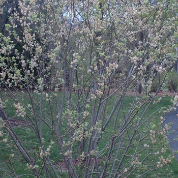 Salix discolor '' (036696)