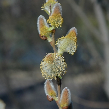 Salix discolor '' (036698)