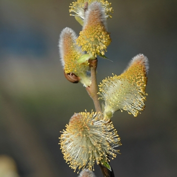 Salix discolor '' (036699)