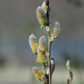 Salix discolor '' (036700)