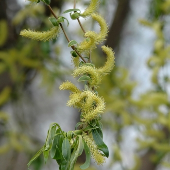 Salix matsudana 'Snake' (036709)