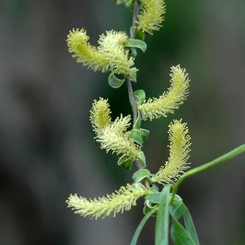 Salix matsudana 'Snake' (036710)