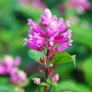 Salvia involucrata 'Bethellii' (036719)