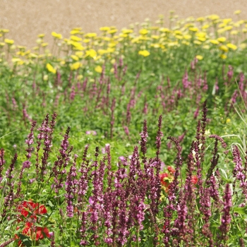 Salvia nemorosa 'Rose Wine (Rosenwein)' (036725)