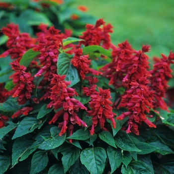 Salvia splendens Vista™ 'Burgundy' (036727)