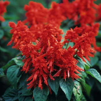 Salvia splendens Vista™ 'Red' (036728)