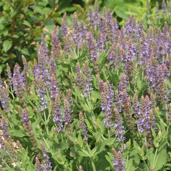 Salvia x sylvestris 'Blue Hill' (036729)