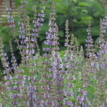 Salvia x sylvestris 'Lye End' (036731)