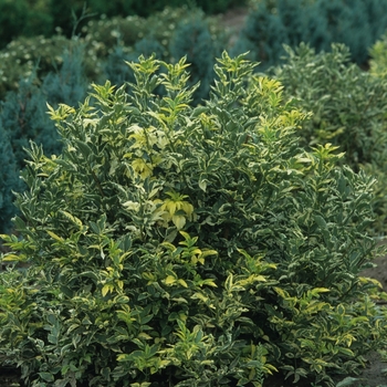 Sambucus nigra 'Madonna' (036734)