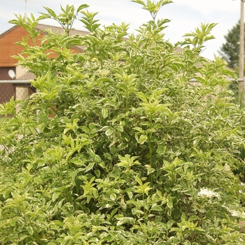 Sambucus nigra 'Marginata' (036736)