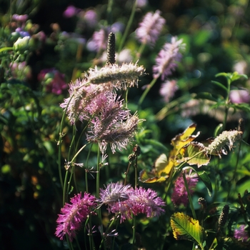 Sanguisorba obtusa '' (036737)