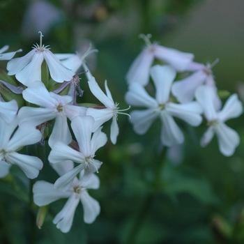 Saponaria officinalis '' (036738)