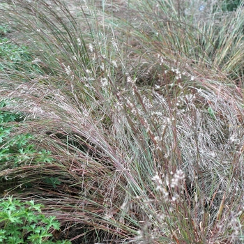 Schizachyrium scoparium 'The Blues' (036756)