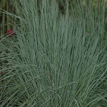 Schizachyrium scoparium 'The Blues' (036757)