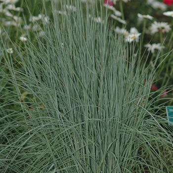 Schizachyrium scoparium 'The Blues' (036758)