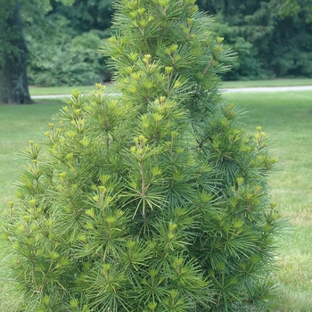 Sciadopitys verticillata '' (036766)