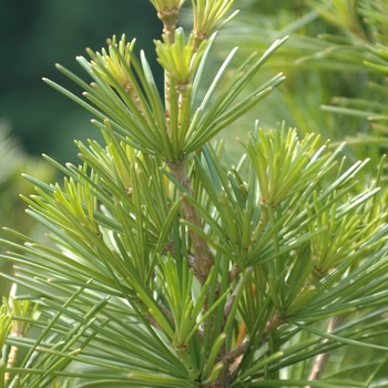 Sciadopitys verticillata '' (036767)