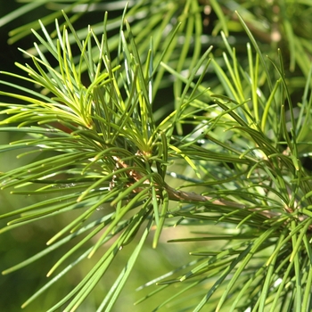 Sciadopitys verticillata '' (036769)