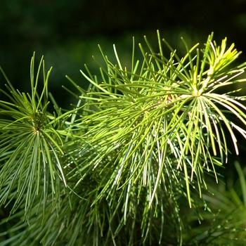 Sciadopitys verticillata '' (036770)