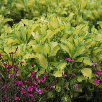 Sedum alboroseum (erythrostictum) 'Mediovariegatum' (036782)