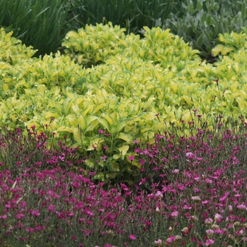 Sedum alboroseum (erythrostictum) 'Mediovariegatum' (036783)