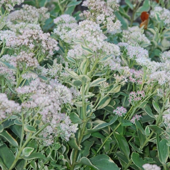 Sedum 'Frosty Morn' (036787)