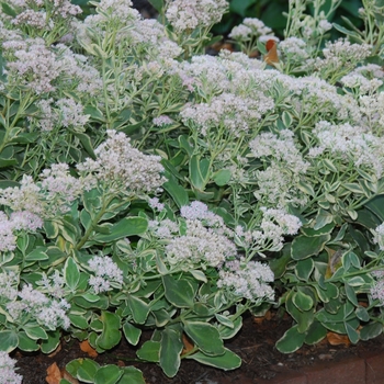 Sedum 'Frosty Morn' (036788)