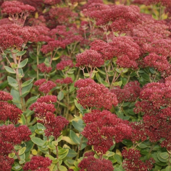 Sedum 'Mini Joy' (036789)