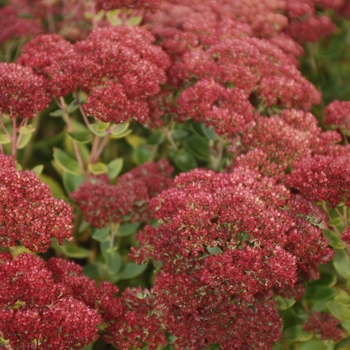 Sedum 'Mini Joy' (036790)