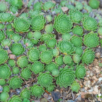 Sempervivum 'Raspberry Ice' (036817)