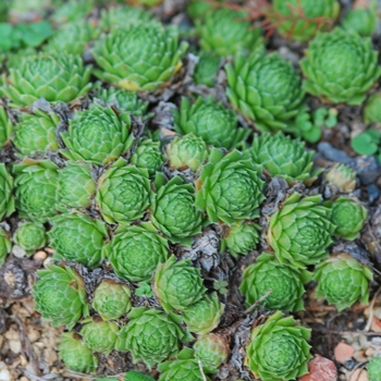 Sempervivum 'Raspberry Ice' (036818)