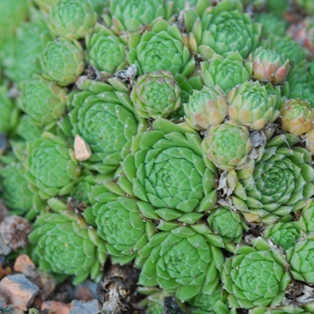 Sempervivum 'Raspberry Ice' (036819)