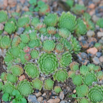 Sempervivum 'Raspberry Ice' (036820)