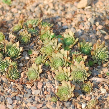 Sempervivum 'Red Beauty' (036821)