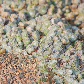 Sempervivum arachnoideum subsp. tomentosum 'Cobweb' (036823)